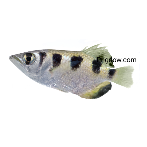 Archer Fish transparent background for Free