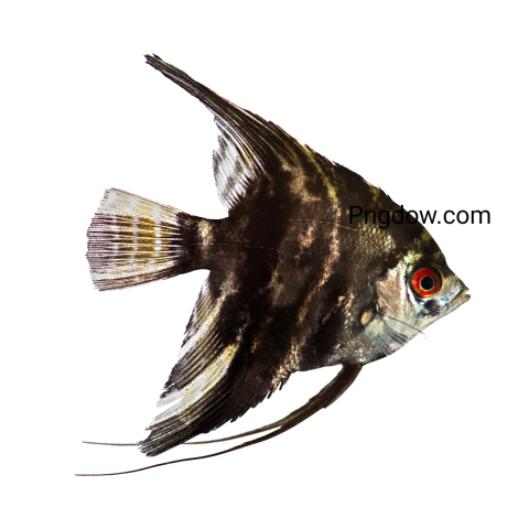 Angel Fish transparent background for Free