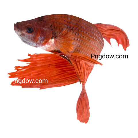 Siamese Fighting Fish transparent background for Free