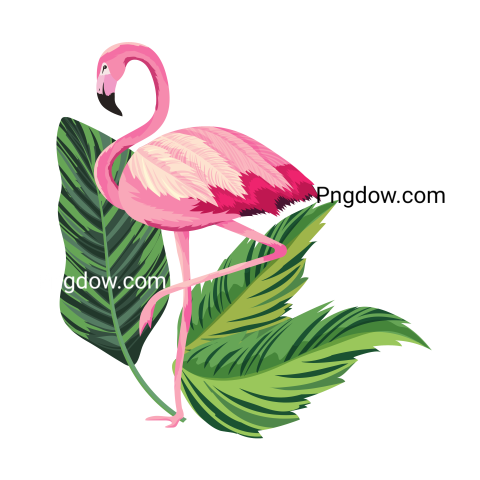 Tropical Flamingo Cartoon