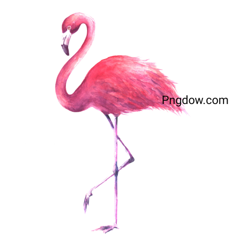 Flamingo PNG images for Free