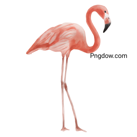 Pink Flamingo Watercolor, transparent background for Free