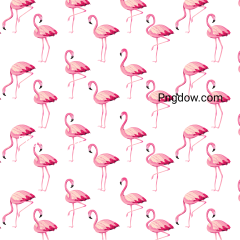 Tropical Flamingos Cartoon, transparent background for Free