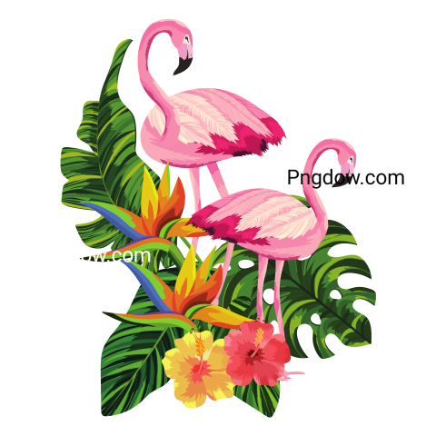 Tropical Flamingos Cartoon transparent background for free
