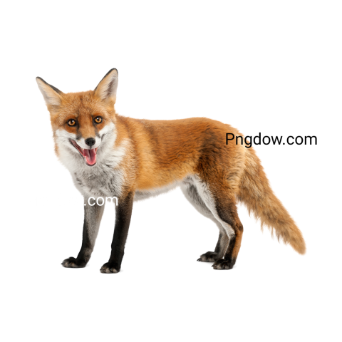 Fox Png image with transparent background, Fox, (7)