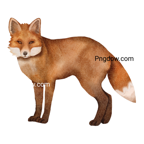 Fox Png image with transparent background, Fox, (20)