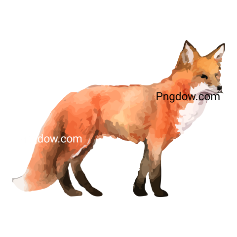 Fox Png image with transparent background, Fox, (25)