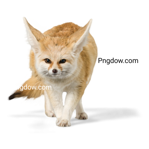 Fox Png image with transparent background, Fox, (2)