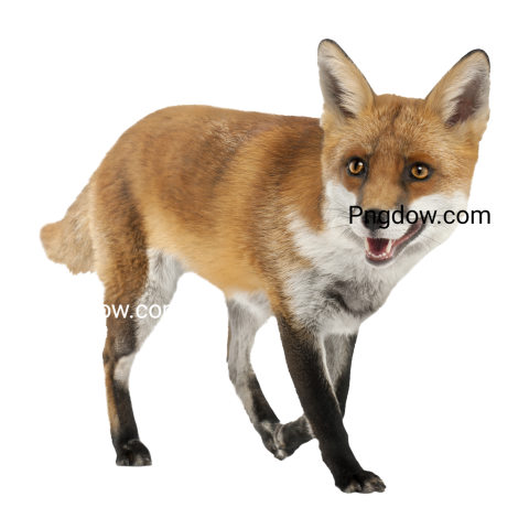 Fox Png image with transparent background, Fox, (1)