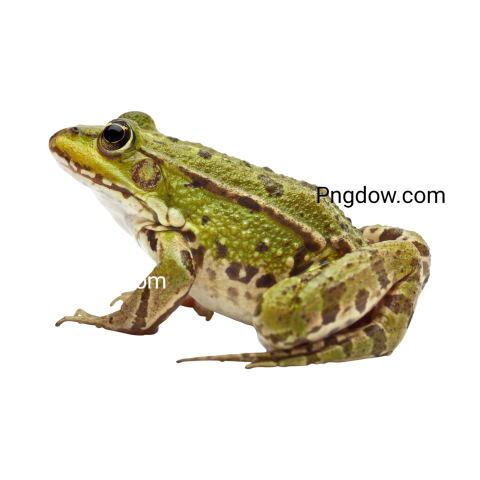 Frog Png image with transparent background, Frog, (16)
