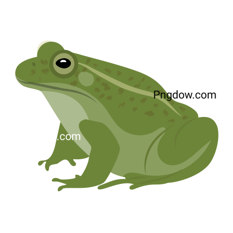 Frog Png image with transparent background, Frog, (25)