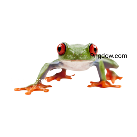 Frog Png image with transparent background, Frog, (3)