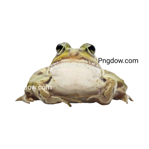 Frog Png image with transparent background, Frog, (7)