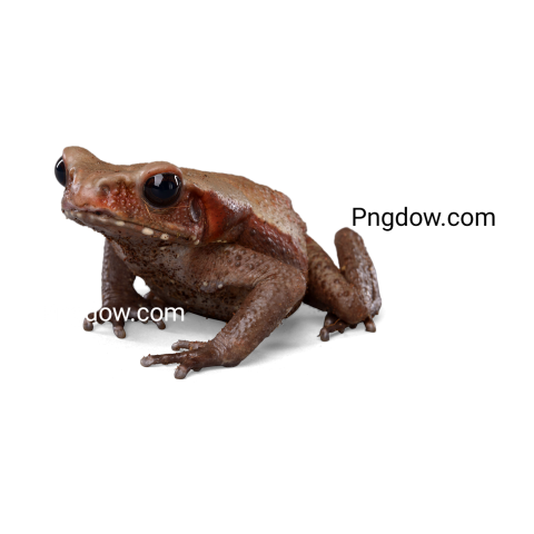 Frog Png image with transparent background, Frog, (4)