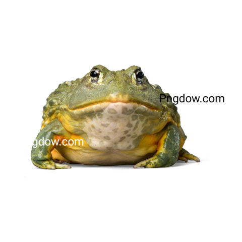 Frog Png image with transparent background, Frog, (1)