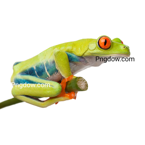 Frog Png image with transparent background, Frog, (5)