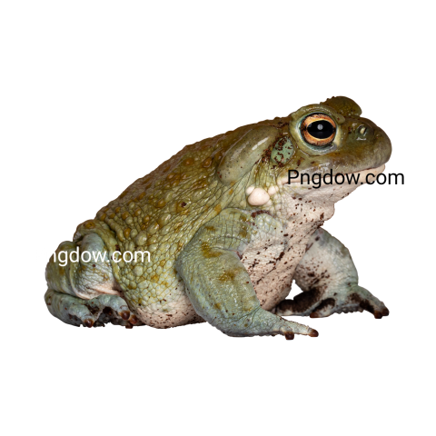 Frog Png image with transparent background, Frog, (2)