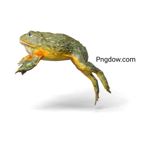 Frog Png image with transparent background