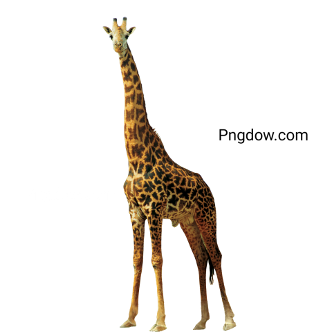 Free Png, Giraffe transparent Background, (32)