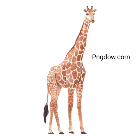 Free Png, Giraffe transparent Background, (5)