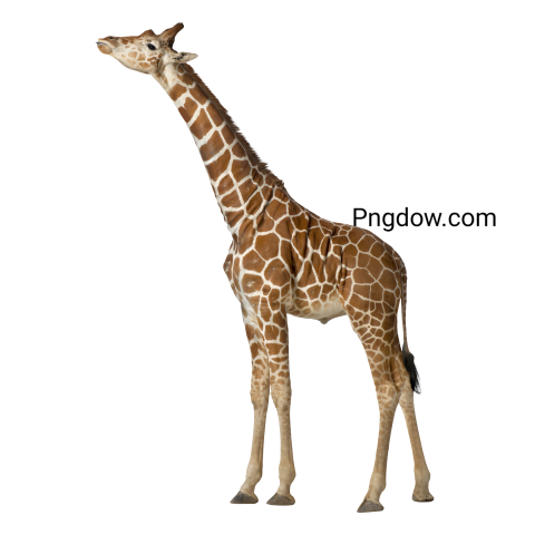 Free Png, Giraffe transparent Background, (31)