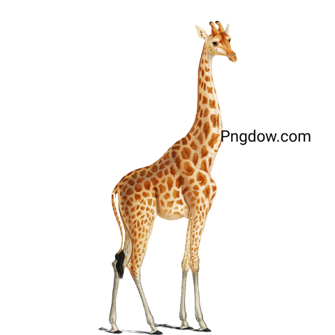 Free Png, Giraffe transparent Background, (10)