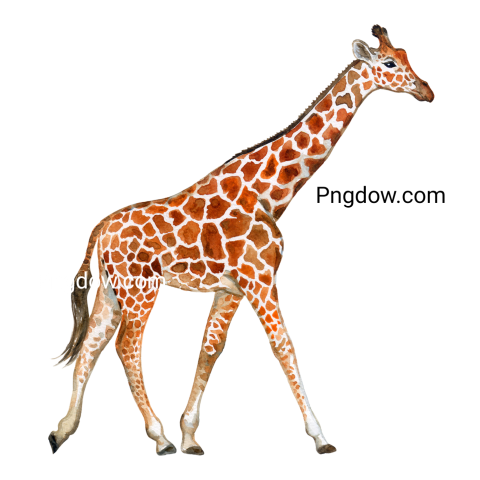 Free Png, Giraffe transparent Background, (27)