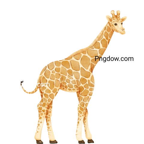 Free Png, Giraffe transparent Background, (30)
