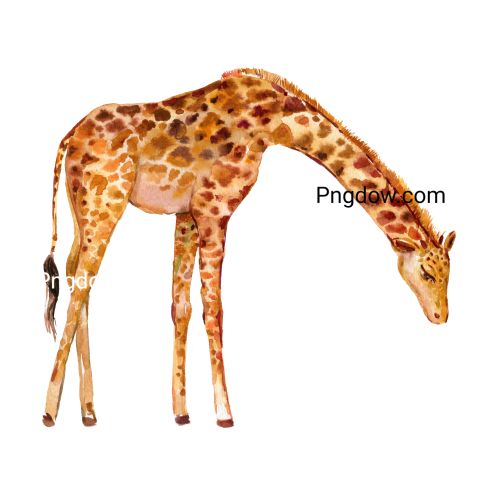 Free Png, Giraffe transparent Background, (2)