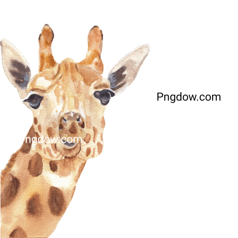Watercolor giraffe portrait illustration