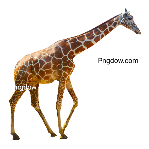 Free Png, Giraffe transparent Background, (25)