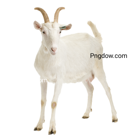 Free Png, Goat transparent Background, Goat image, (30)