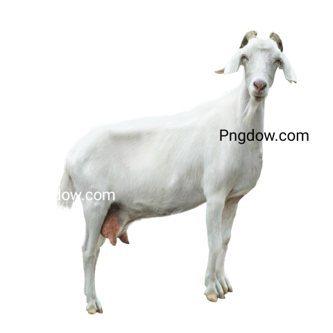 Free Png, Goat transparent Background, Goat image, (27)