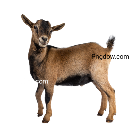 Free Png, Goat transparent Background, Goat image, (10)