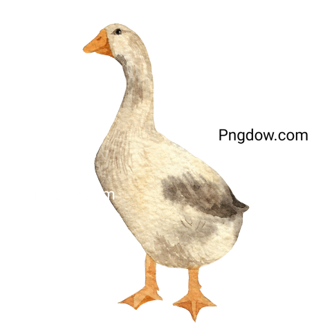 Free Png, Goose transparent Background, Goose image, (9)