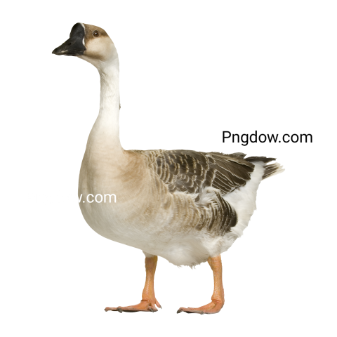 Free Png, Goose transparent Background, Goose image, (19)