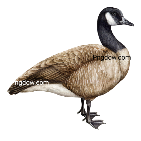 Free Png, Goose transparent Background, Goose image, (28)
