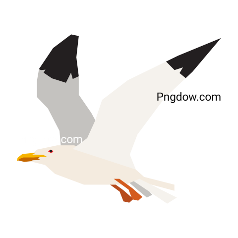Free Png, Gull transparent Background, Gull image, (31)