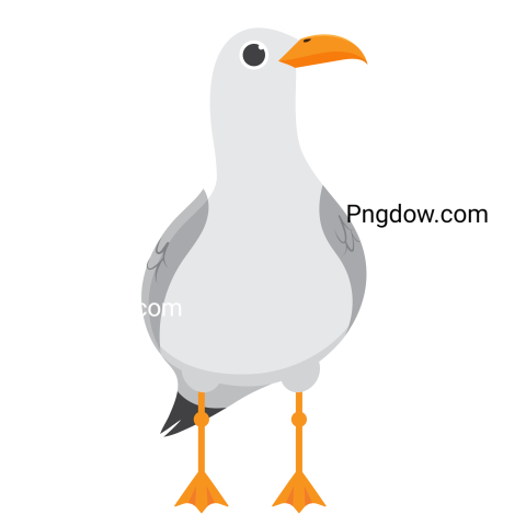 Free Png, Gull transparent Background, Gull image, (25)