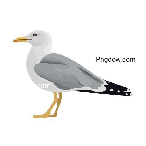 Free Png, Gull transparent Background, Gull image, (28)