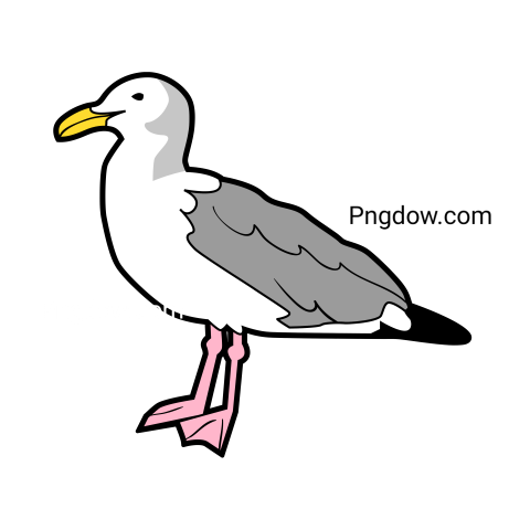 Free Png, Gull transparent Background, Gull image, (29)