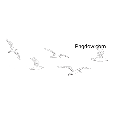Free Png, Gull transparent Background, Gull image, (30)