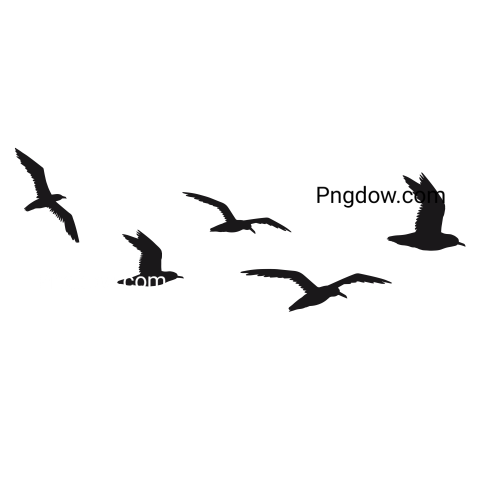 Free Png, Gull transparent Background, Gull image, (20)
