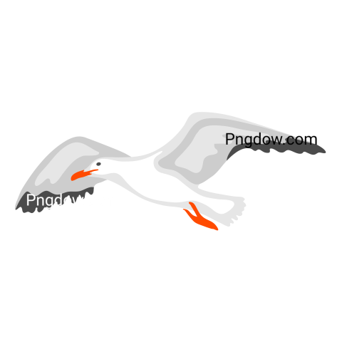 Free Png, Gull transparent Background, Gull image, (4)