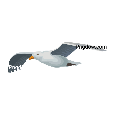 Free Png, Gull transparent Background, Gull image, (9)