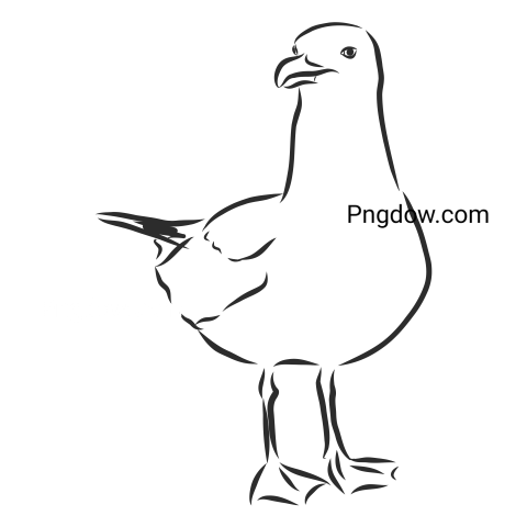 Free Png, Gull transparent Background, Gull image, (18)