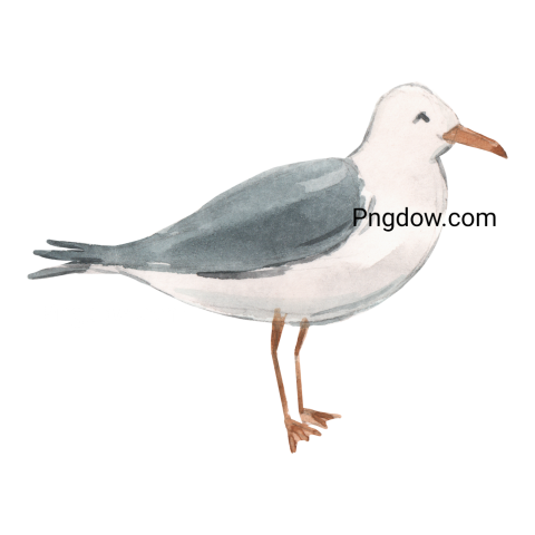 Free Png, Gull transparent Background, Gull image, (21)