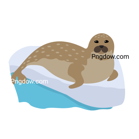Download Free Harbor Seal png Transparent Background Image Here