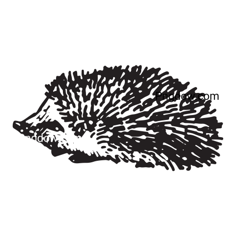 Get Your Free Hedgehog Transparent Background Image Now, (1)