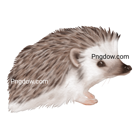 Get Your Free Hedgehog Transparent Background Image Now, (15)